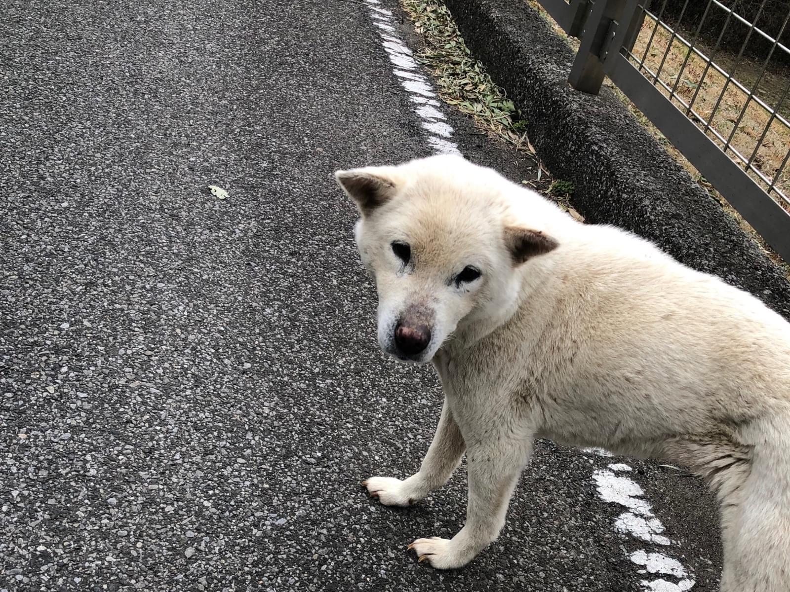 目撃された犬 目撃された犬