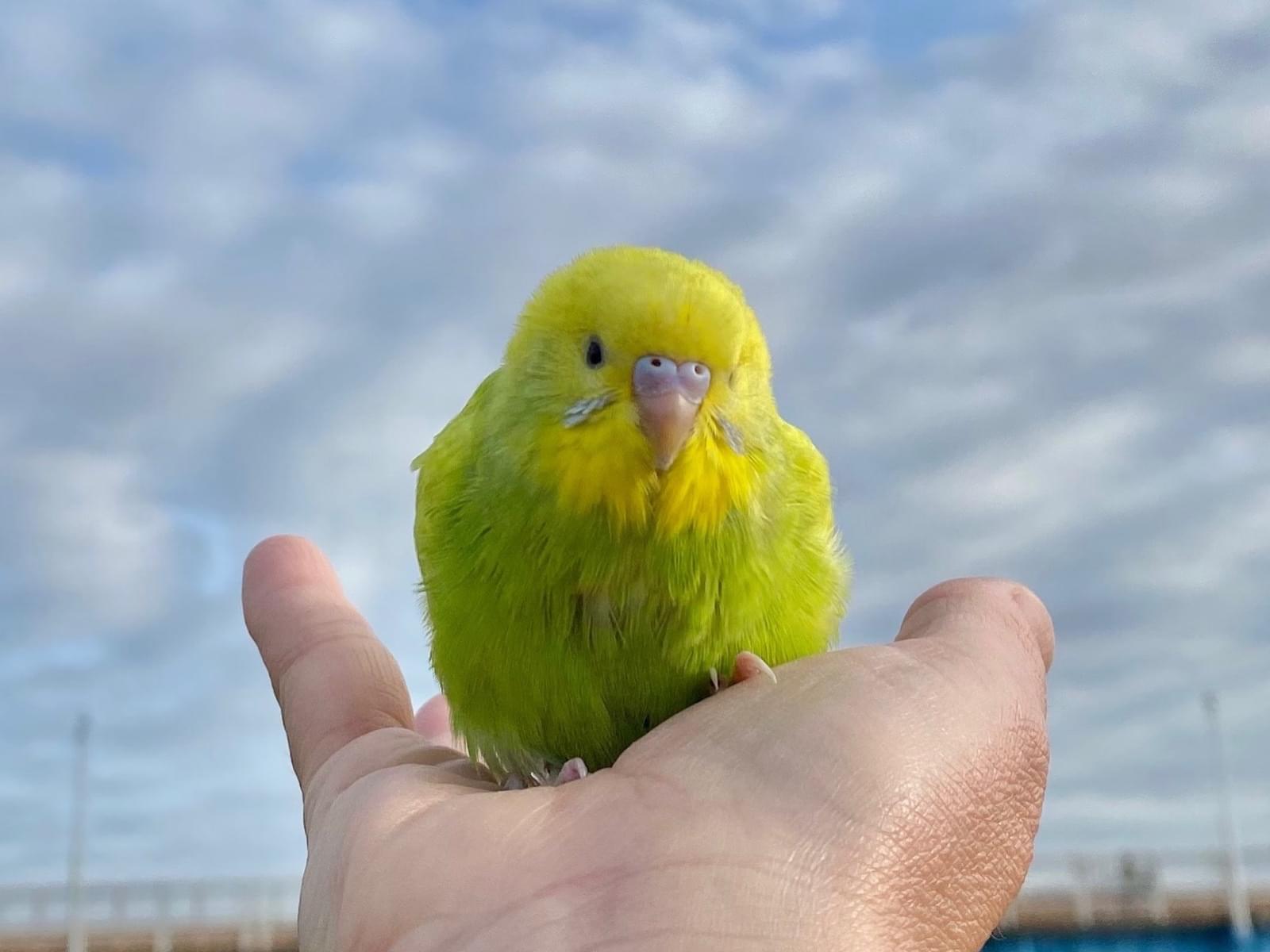 目撃された鳥 目撃された鳥