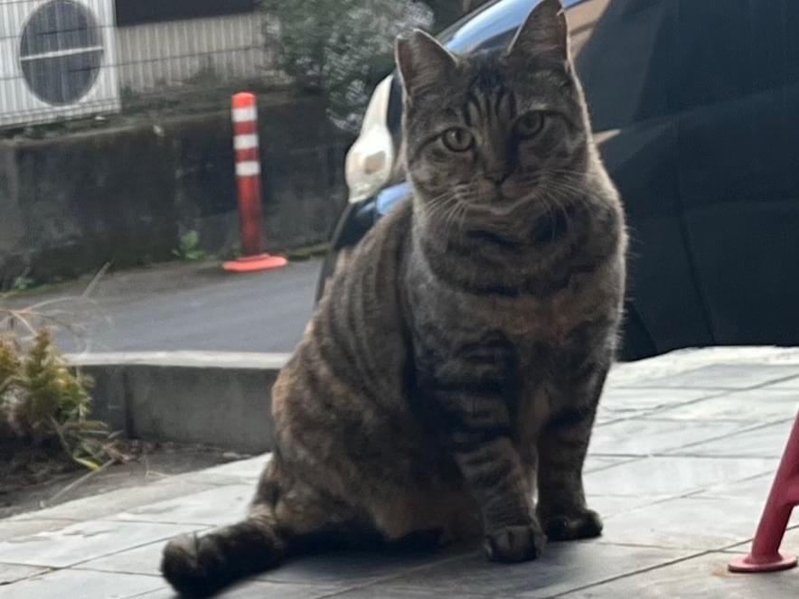 目撃された猫 目撃された猫