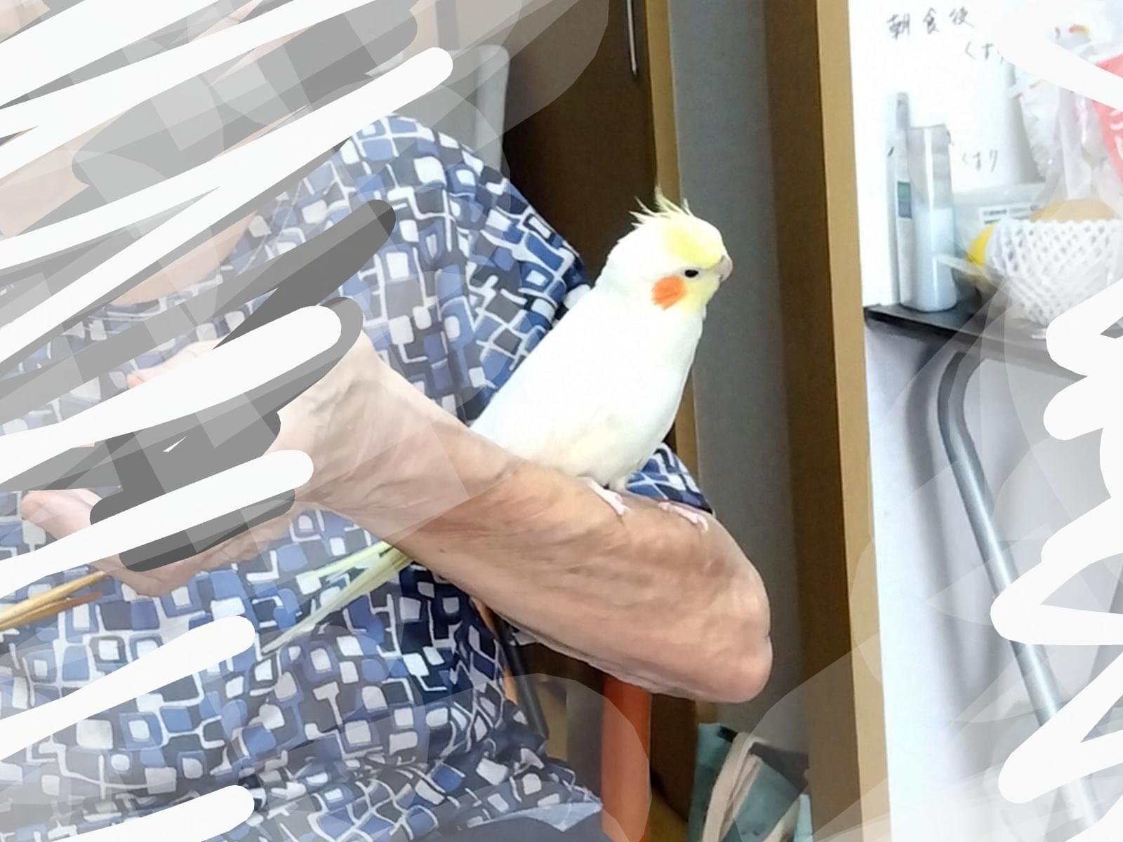 ピーちゃん ピーちゃん