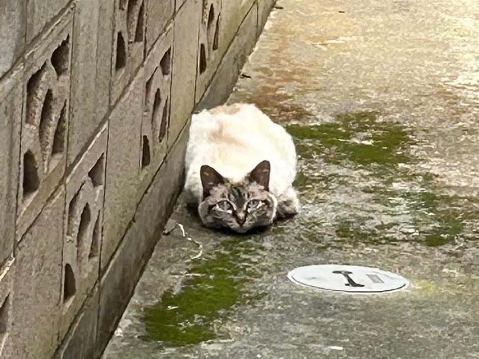 目撃された猫 目撃された猫