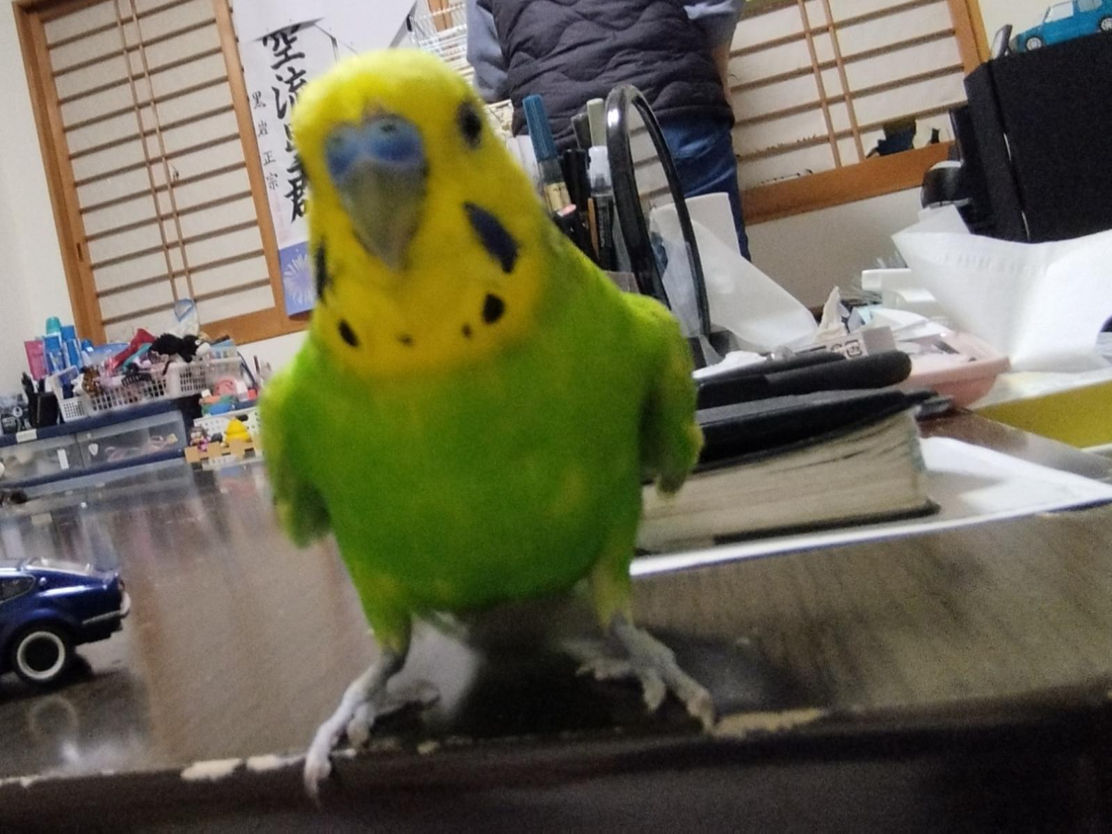 ぴーちくちゃん ぴーちくちゃん