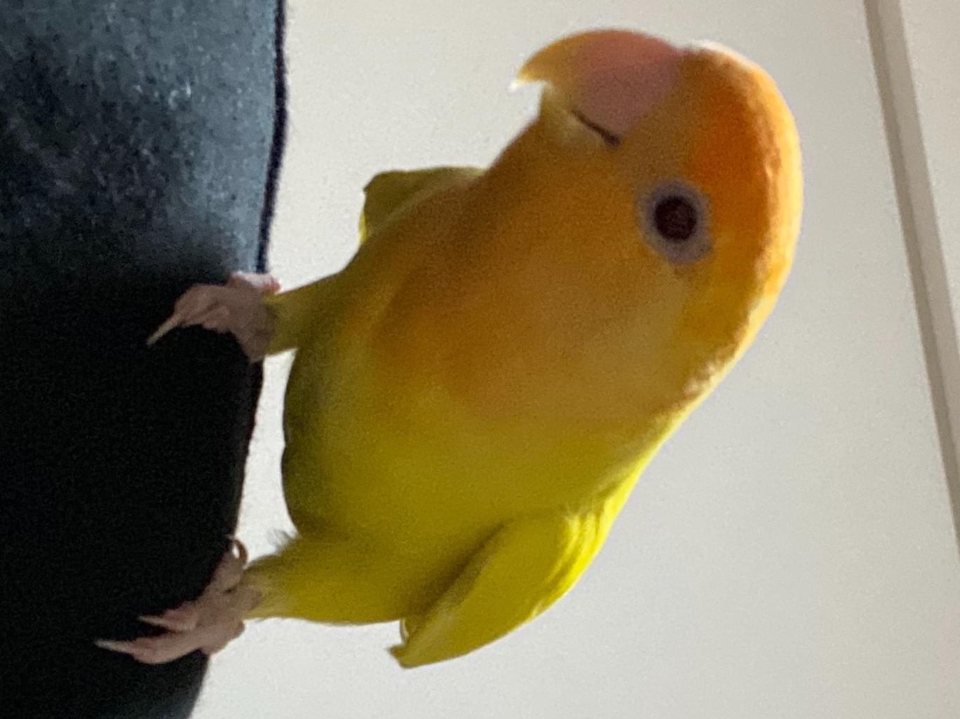 ココアちゃん ココアちゃん