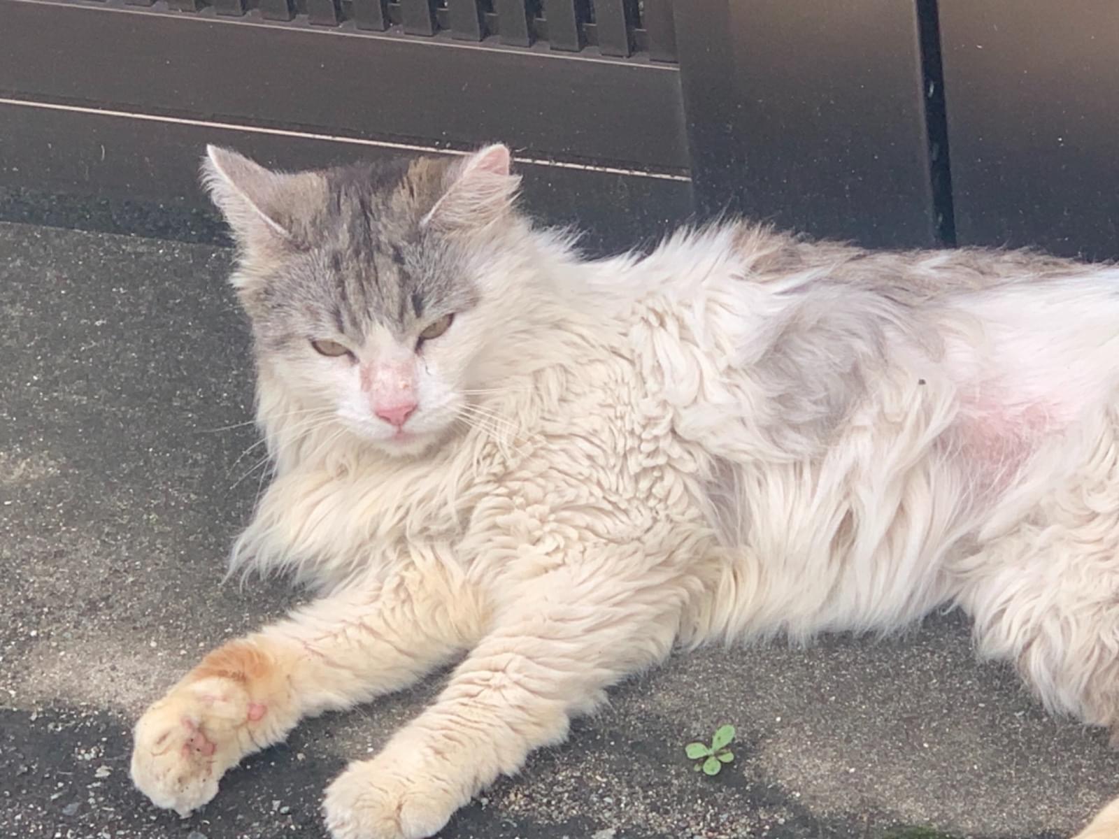 目撃された猫 目撃された猫