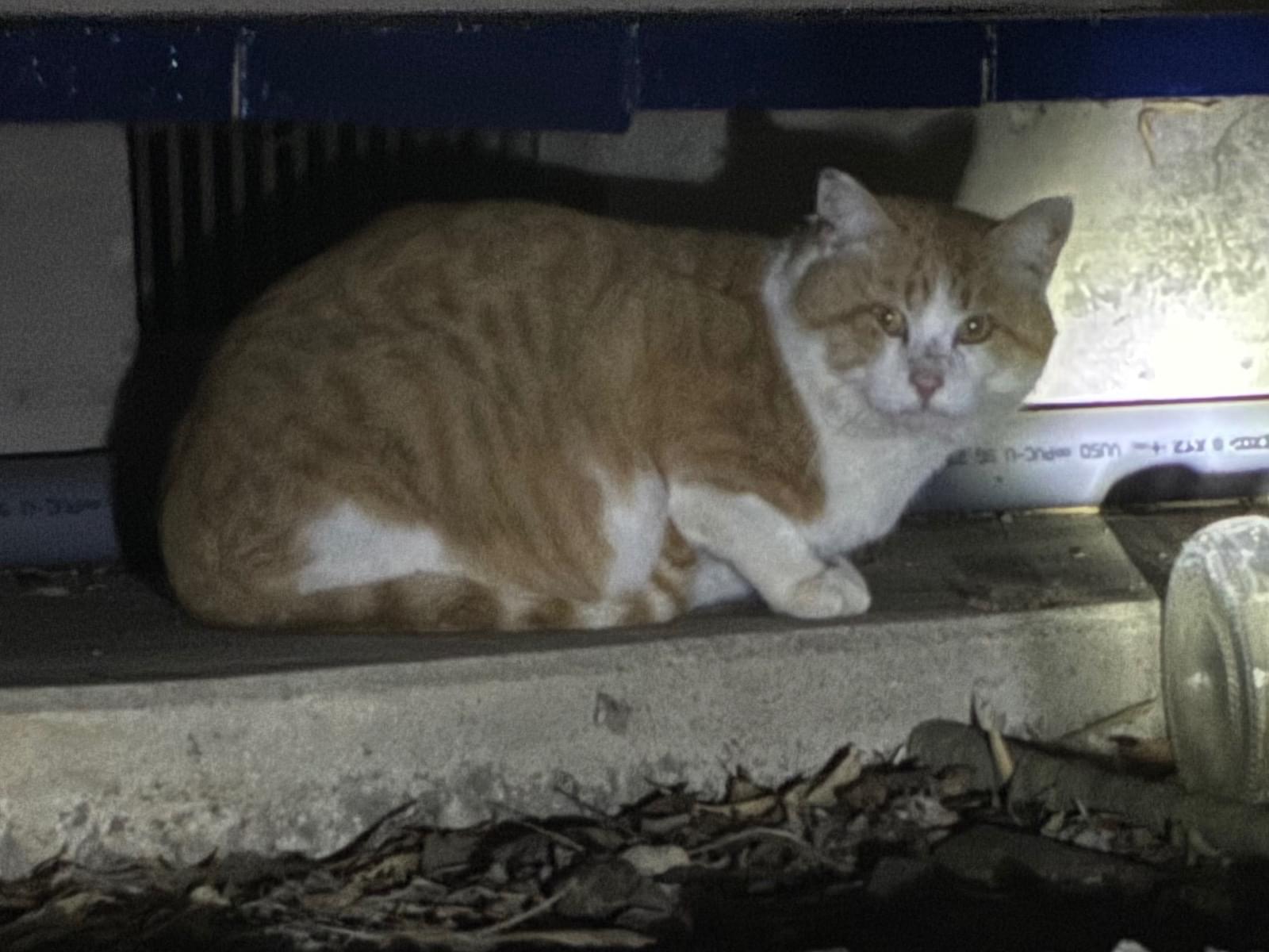 目撃された猫 目撃された猫