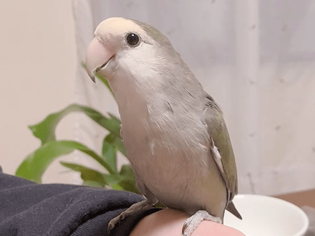 スミレちゃん スミレちゃん
