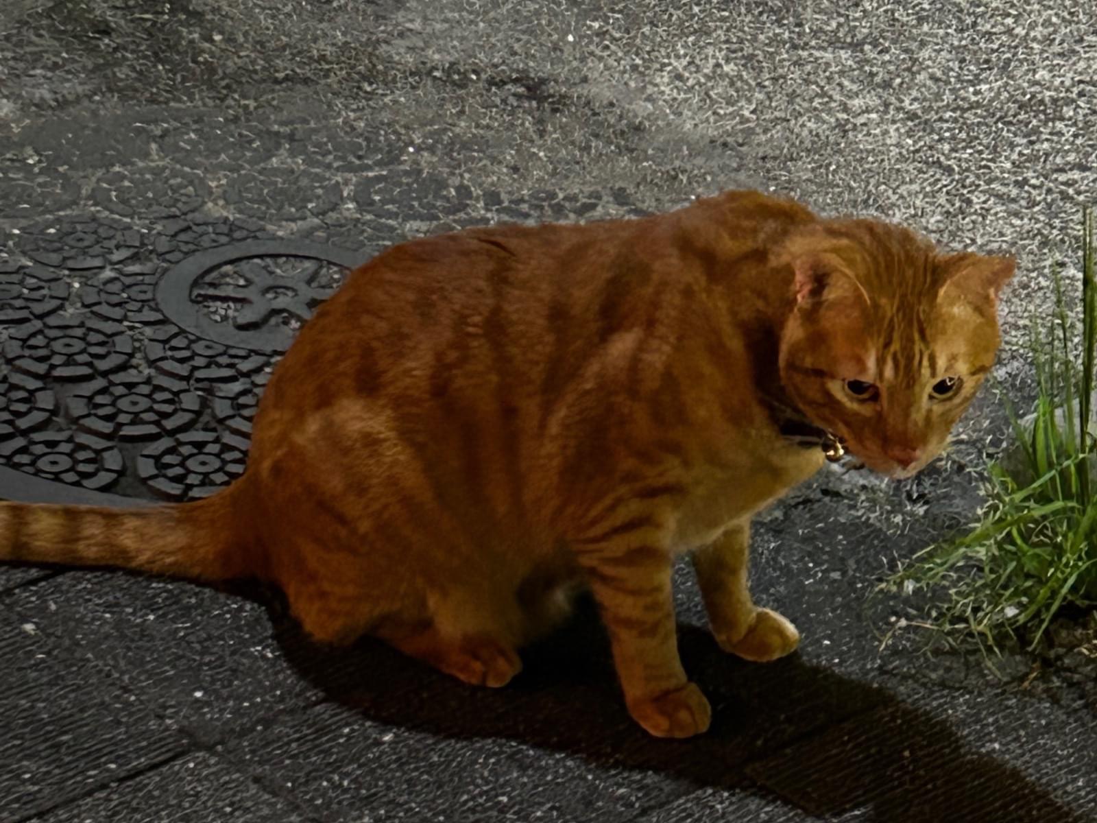 目撃された猫 目撃された猫