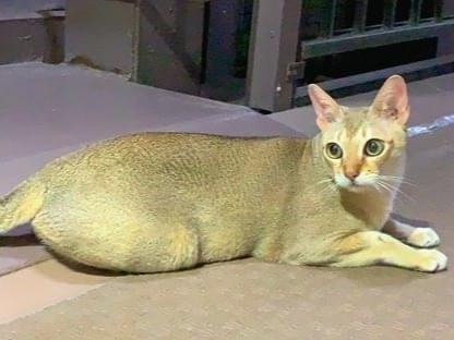 目撃された猫 目撃された猫