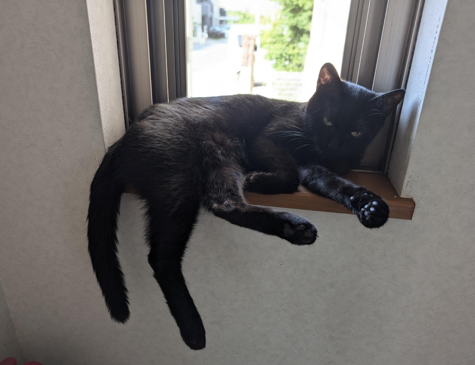 小柄な黒猫探してます