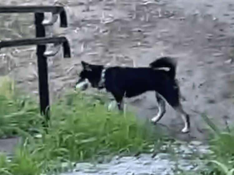 目撃された犬 目撃された犬