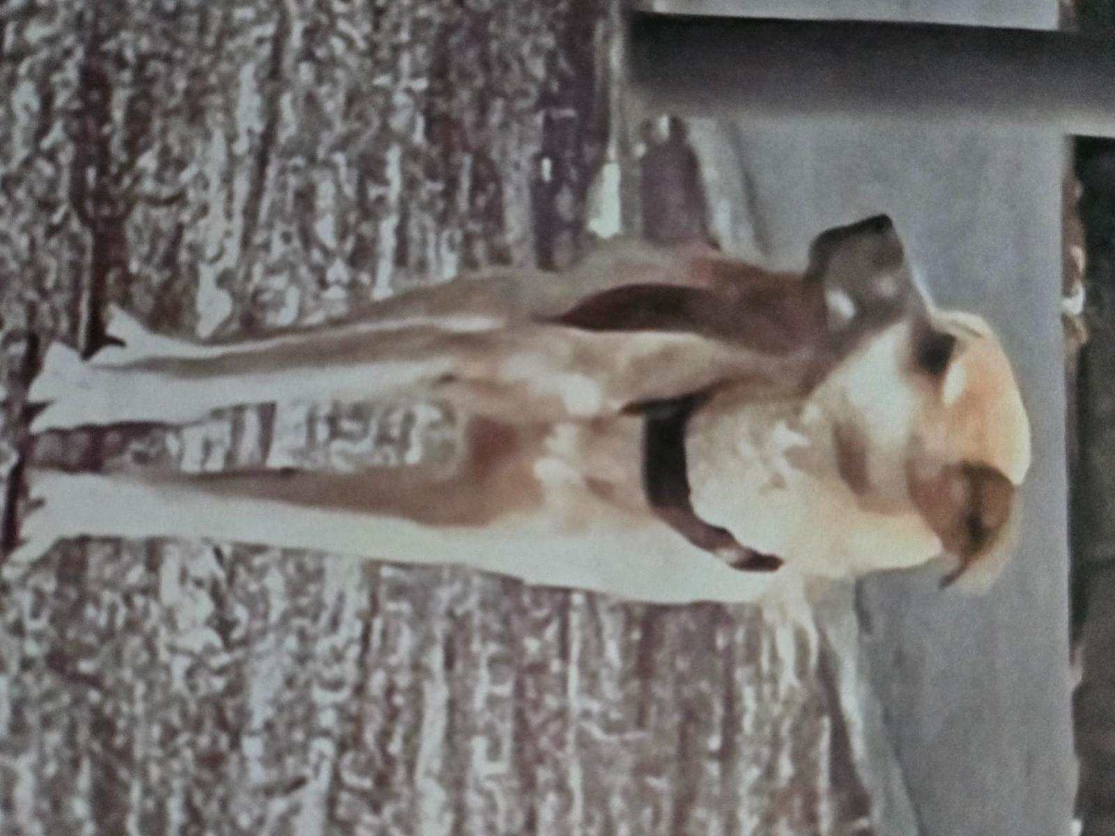 目撃された犬 目撃された犬