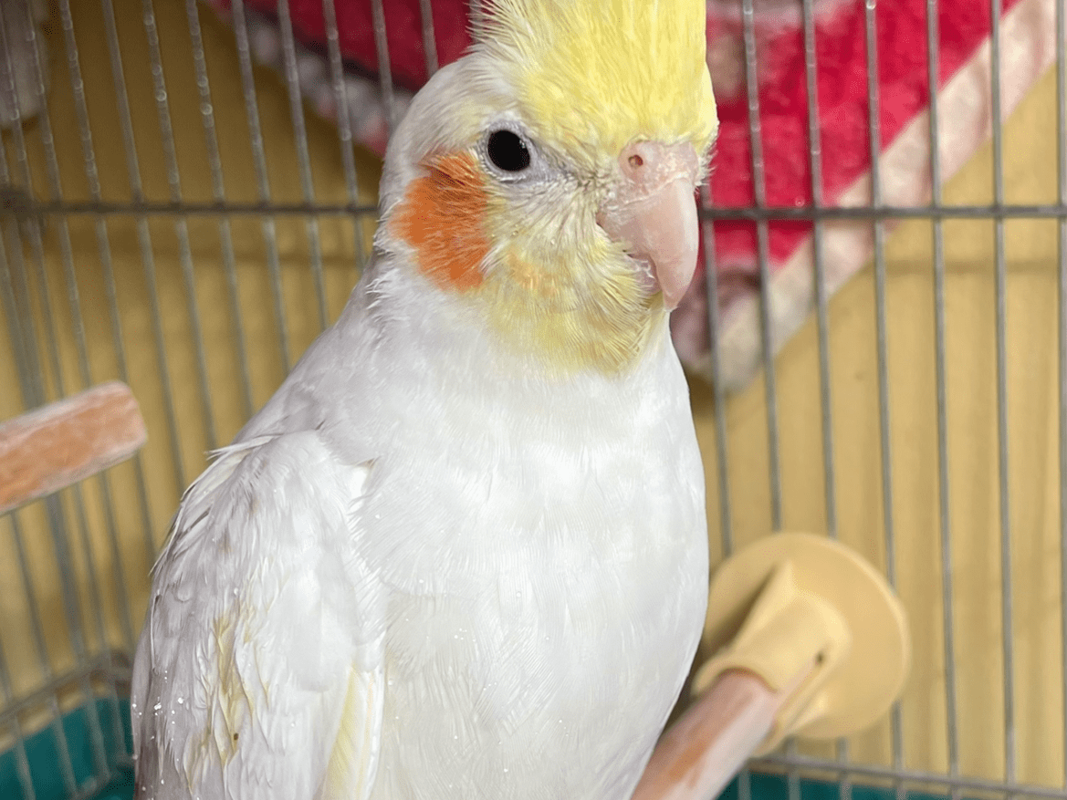 Pちゃん Pちゃん