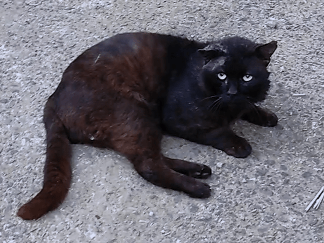 保護された猫 保護された猫