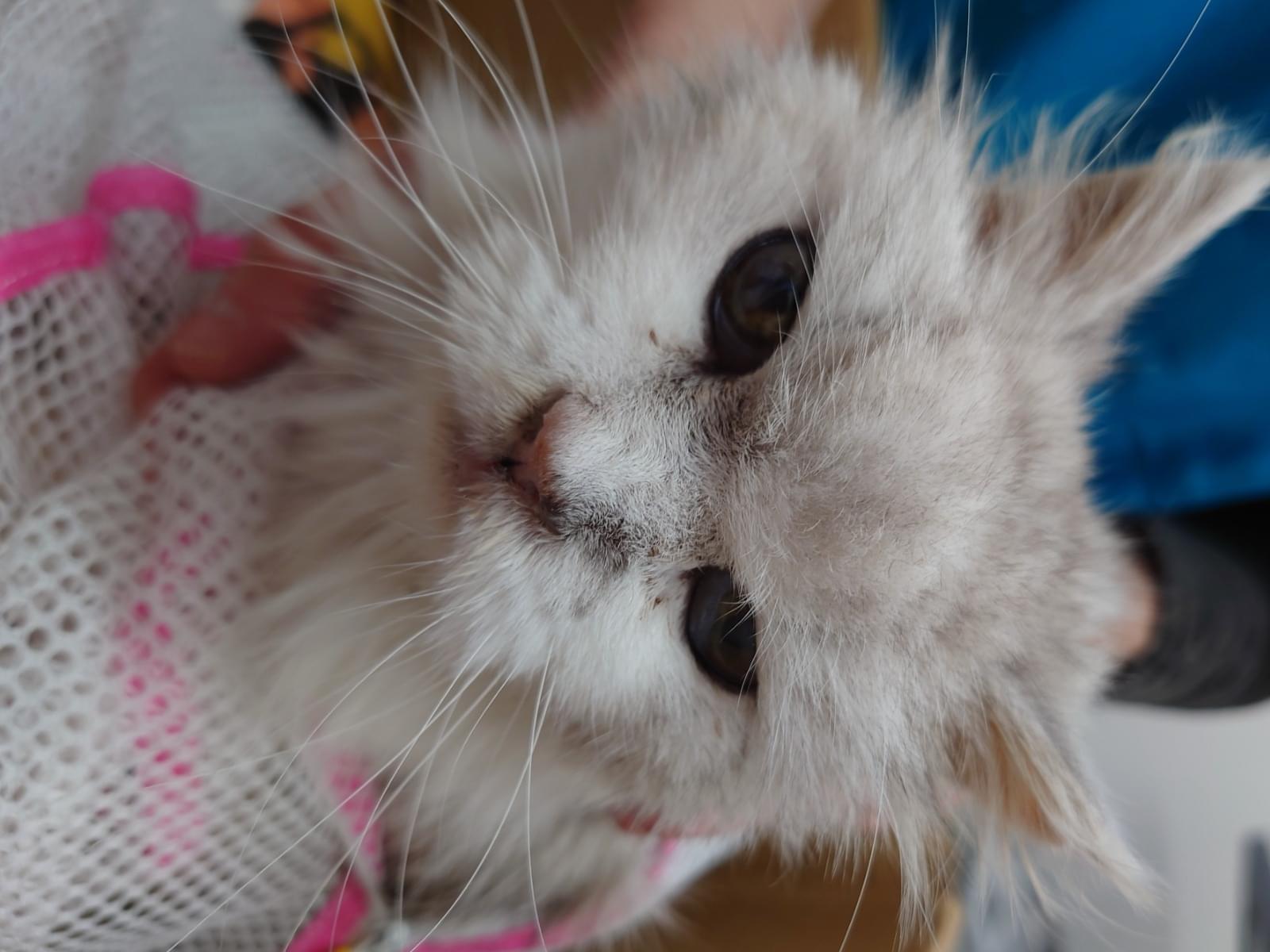 保護された猫 保護された猫