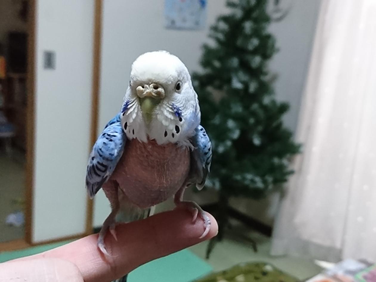 パフちゃん パフちゃん