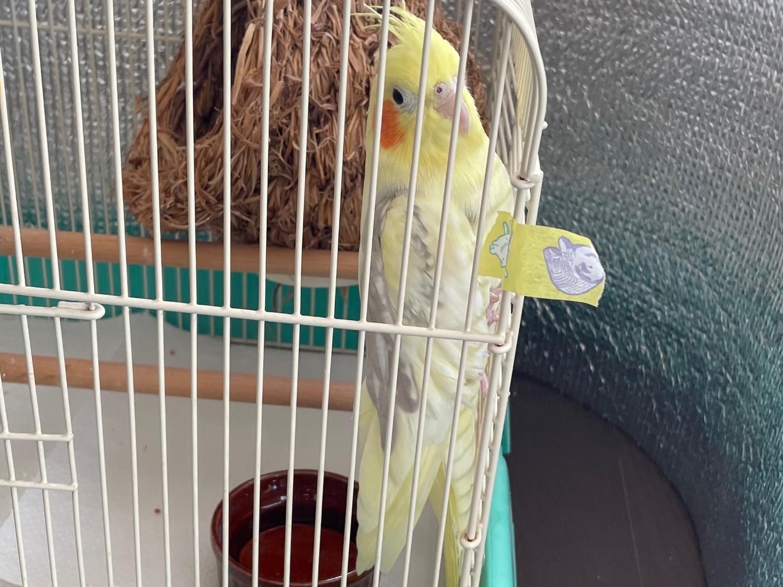 保護された鳥 保護された鳥