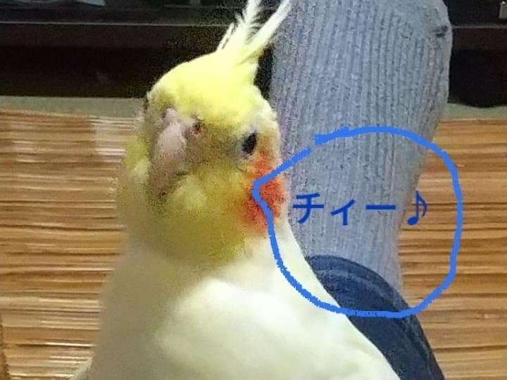 もんちゃん もんちゃん