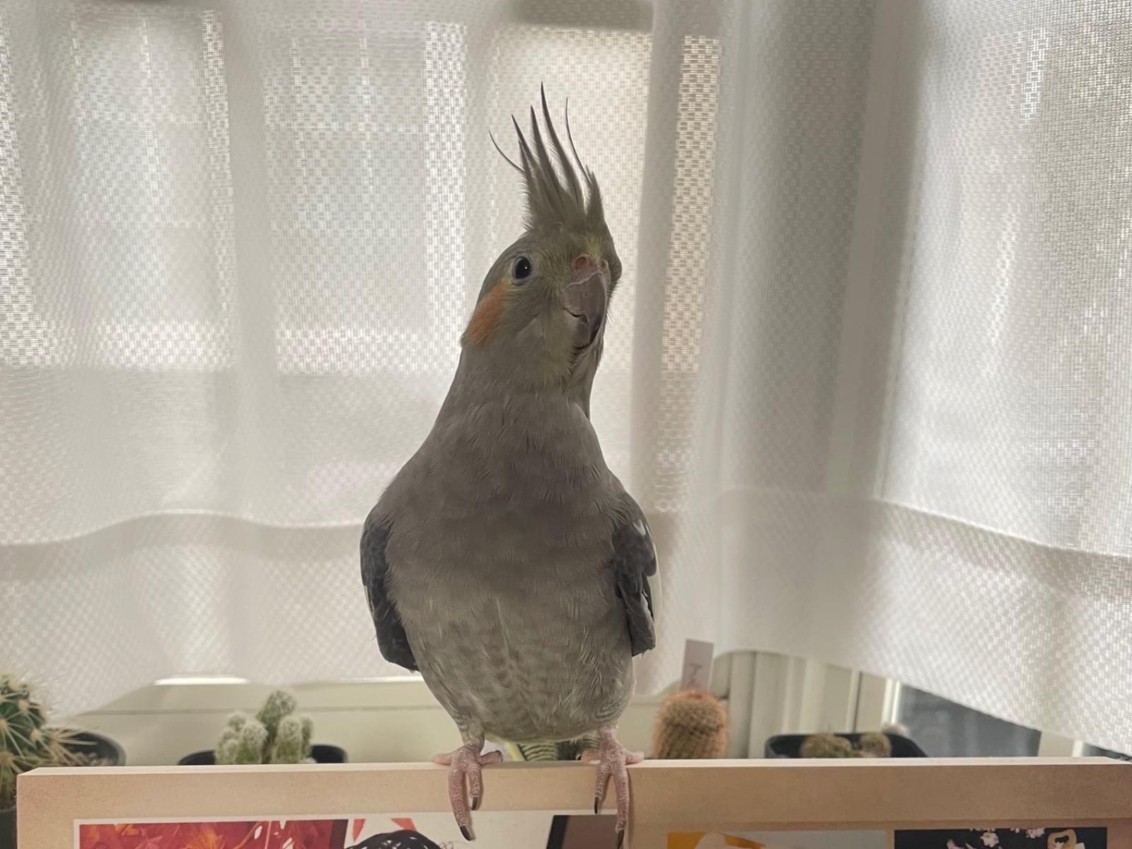 ほっぺちゃん ほっぺちゃん