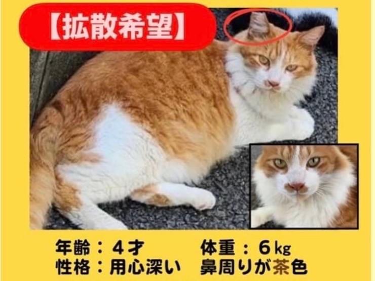 茶ちゃん 茶ちゃん