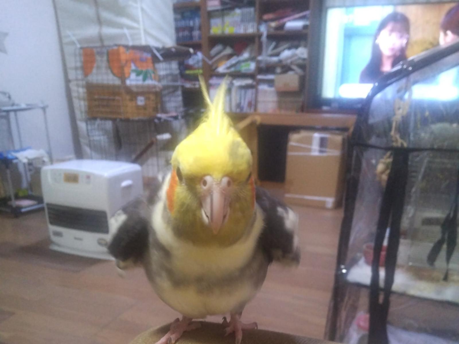チョゲ丸ちゃん チョゲ丸ちゃん