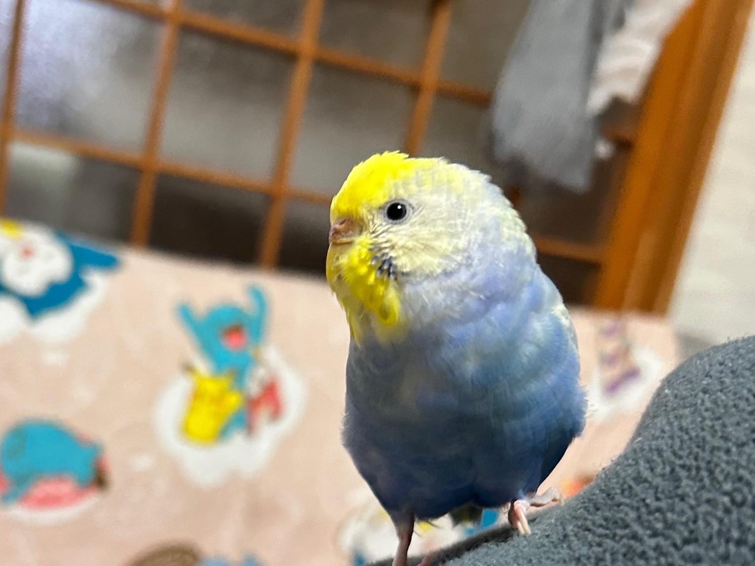 そらちゃん そらちゃん