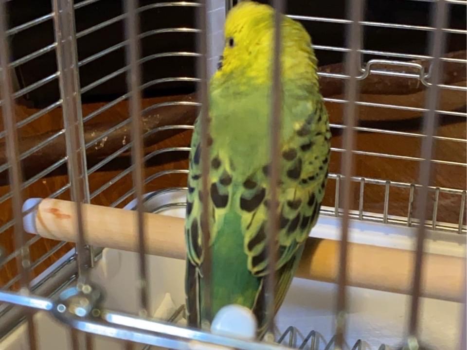 保護された鳥