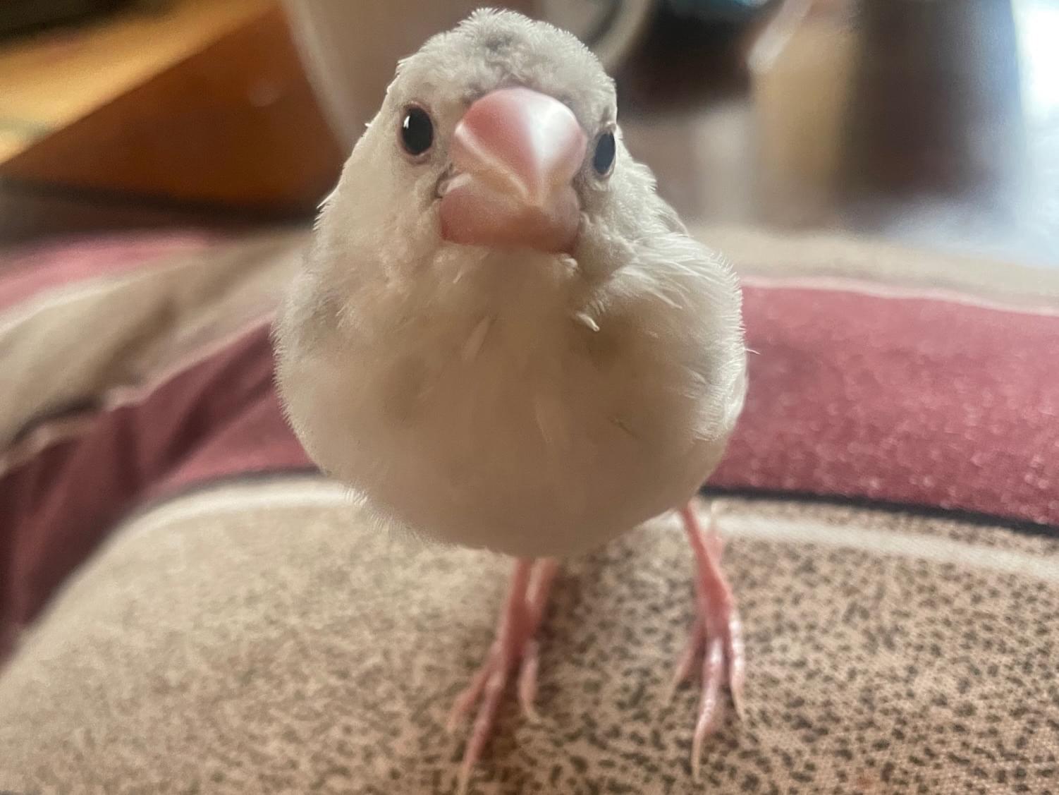 のりまきちゃん のりまきちゃん