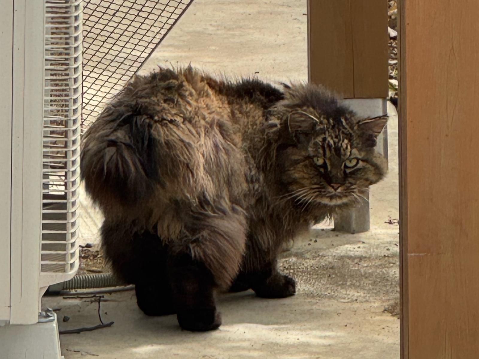 目撃された猫 目撃された猫