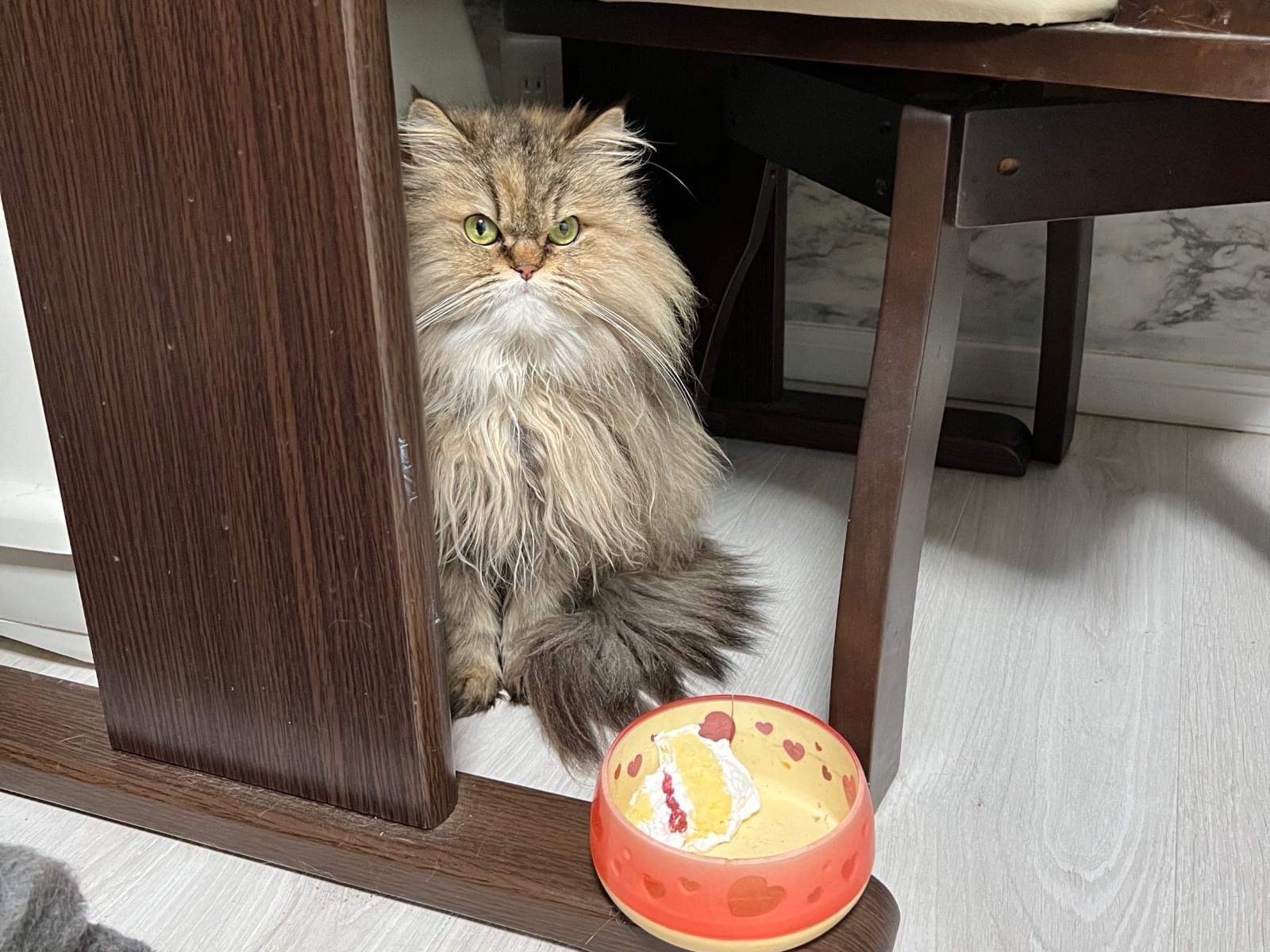 ミミちゃん ミミちゃん