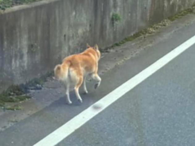 目撃された犬 目撃された犬