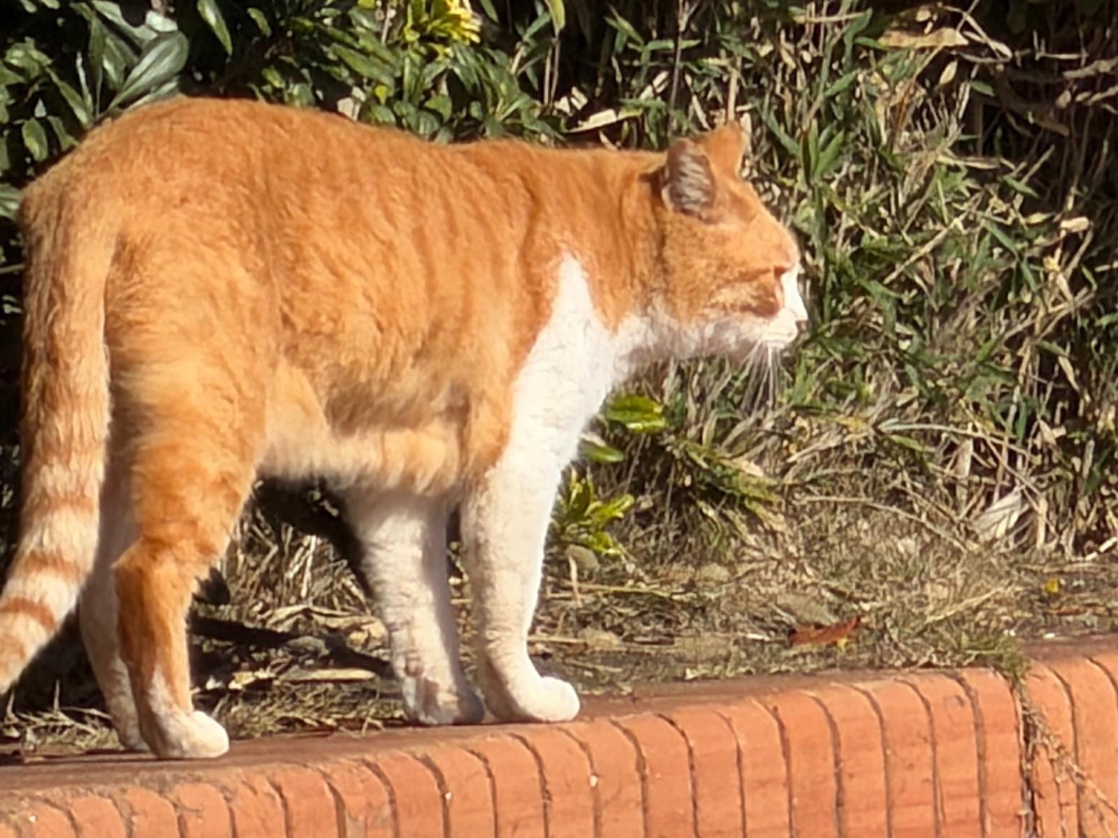 目撃された猫 目撃された猫