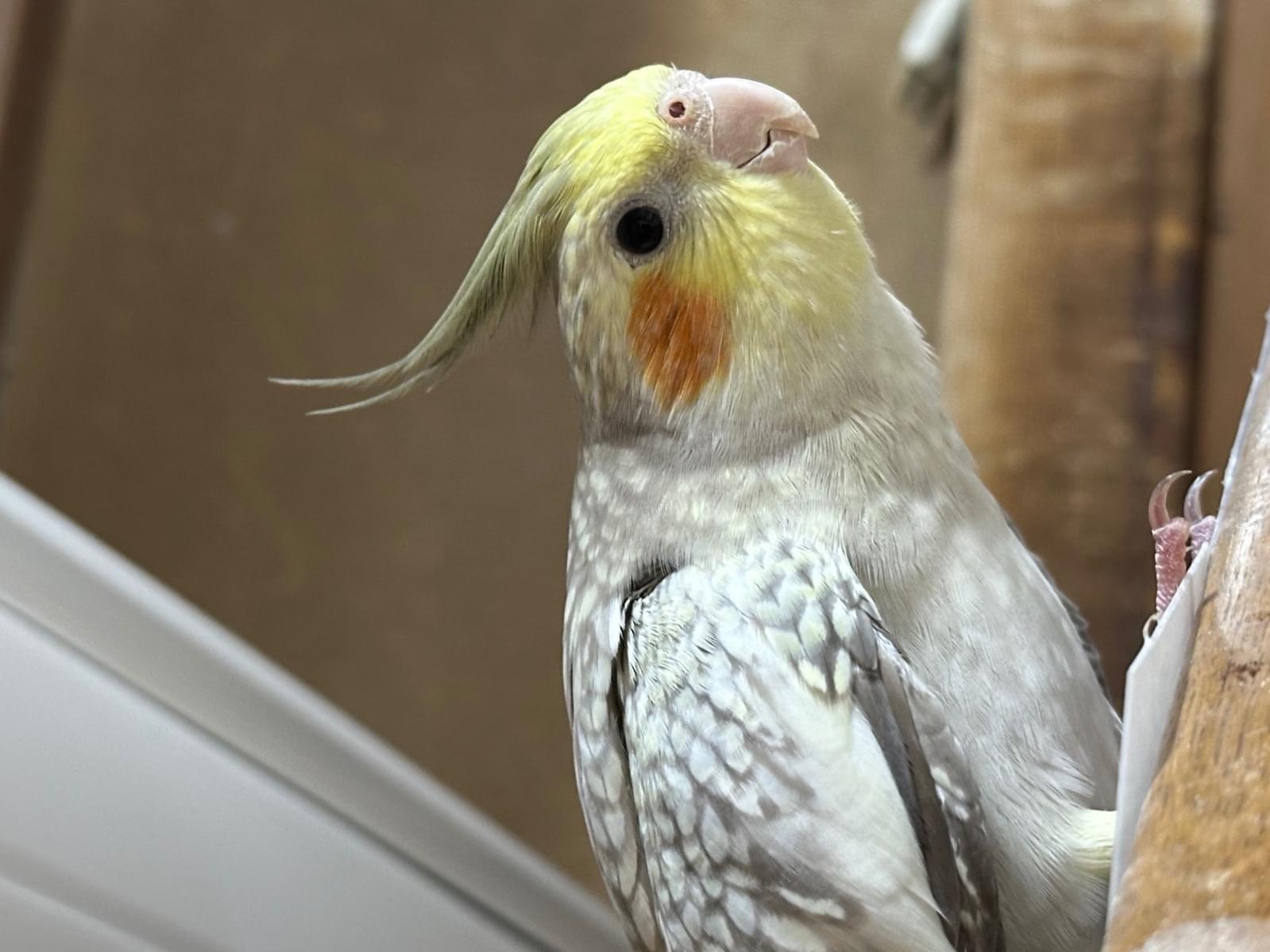 チャコちゃん チャコちゃん