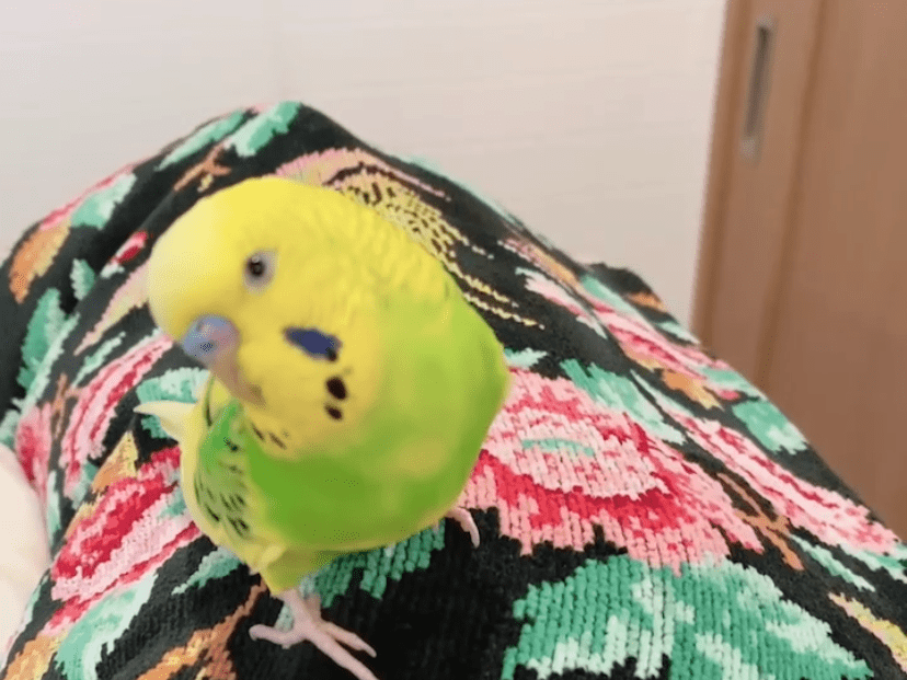 ココちゃん ココちゃん