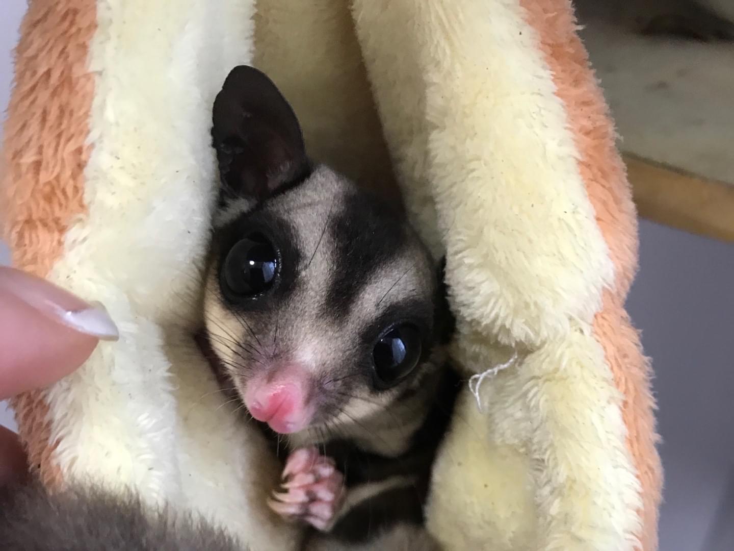 シナモンちゃん シナモンちゃん