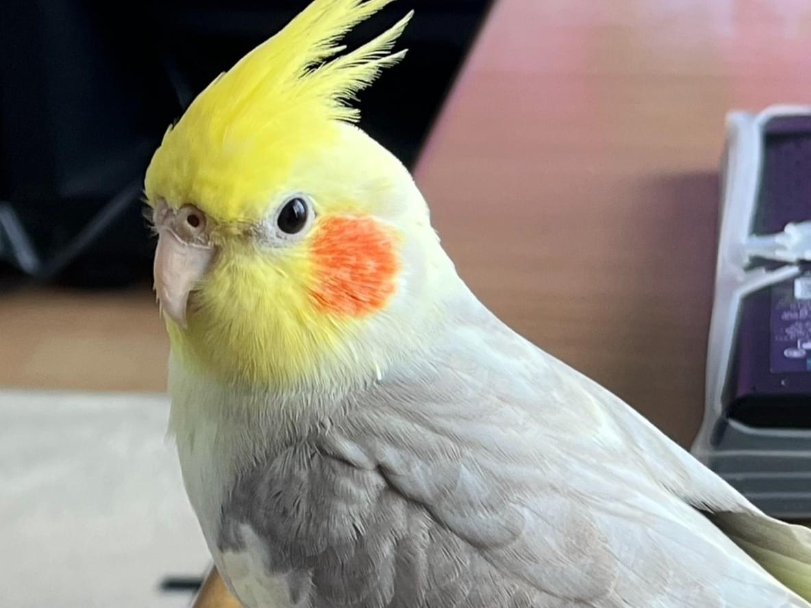 ルルちゃん ルルちゃん