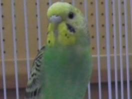保護された鳥 保護された鳥