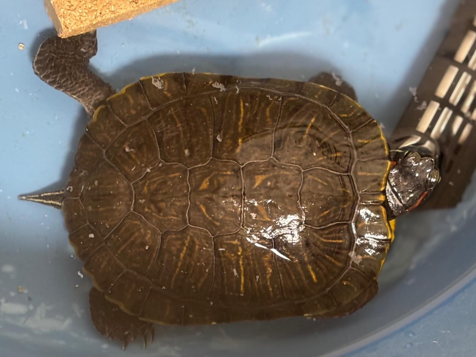 保護されたペット