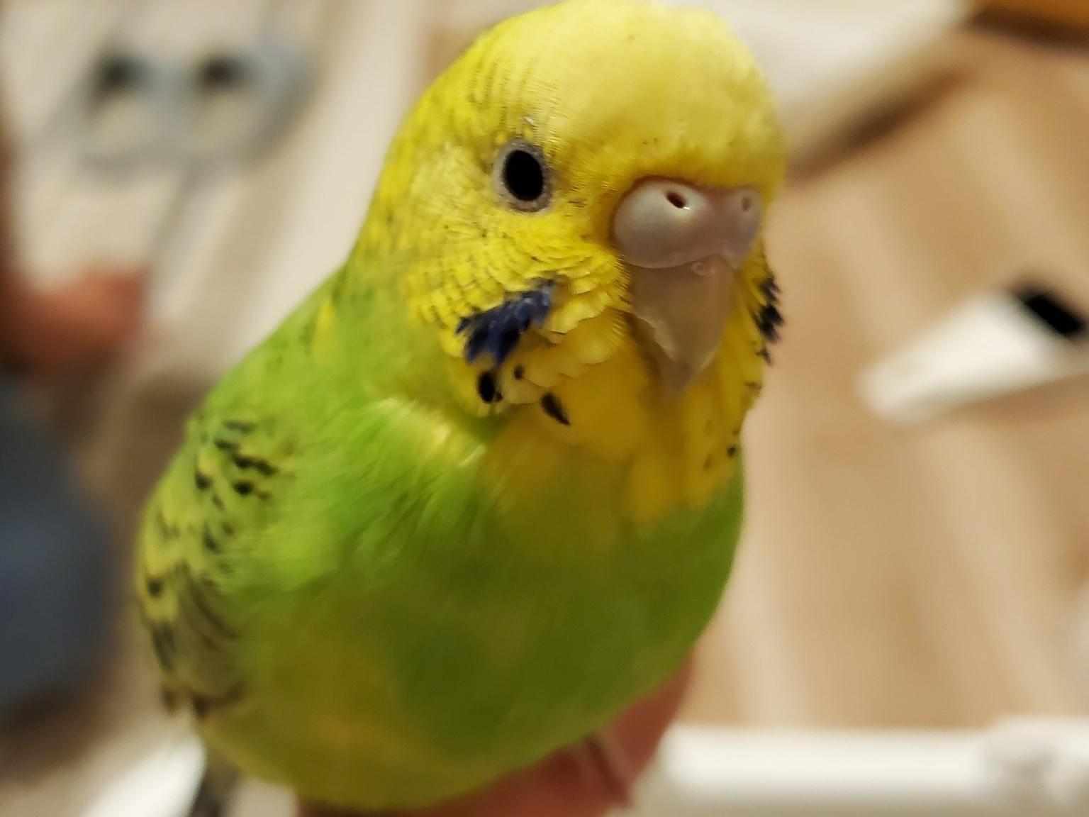 保護された鳥 保護された鳥