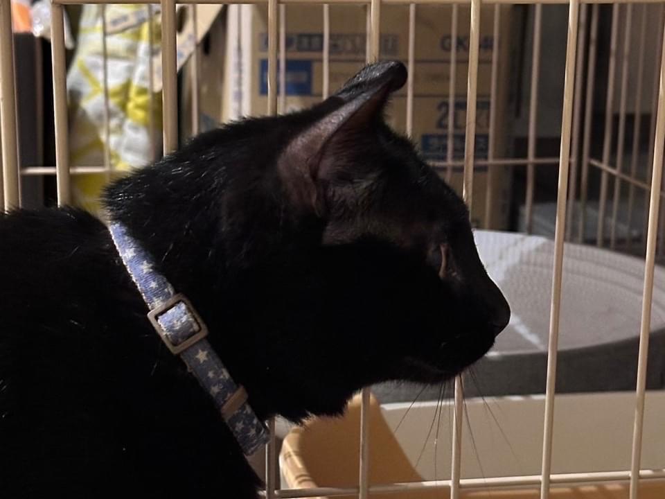 保護された猫