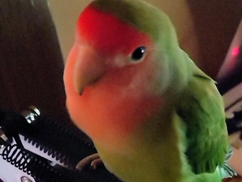 こぶちゃん