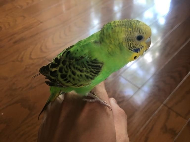 保護された鳥 保護された鳥