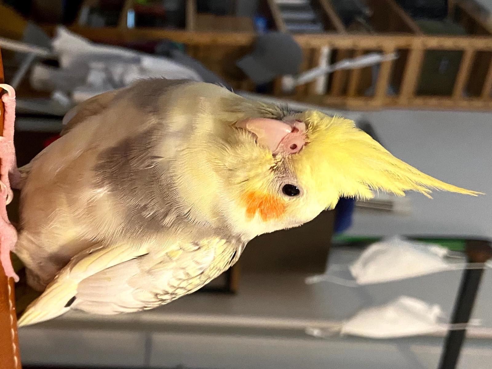 ビビちゃん ビビちゃん