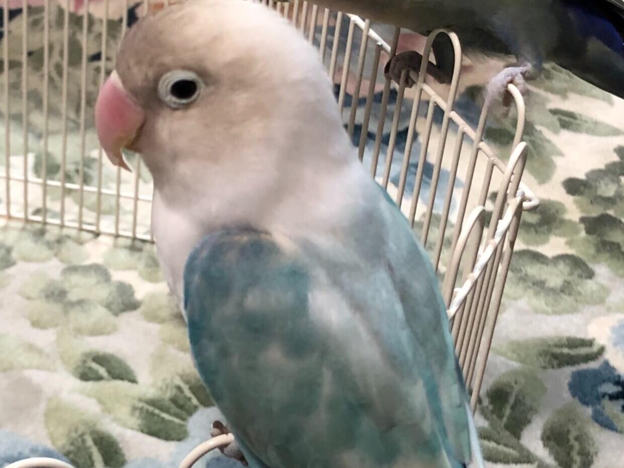 マイムちゃん マイムちゃん
