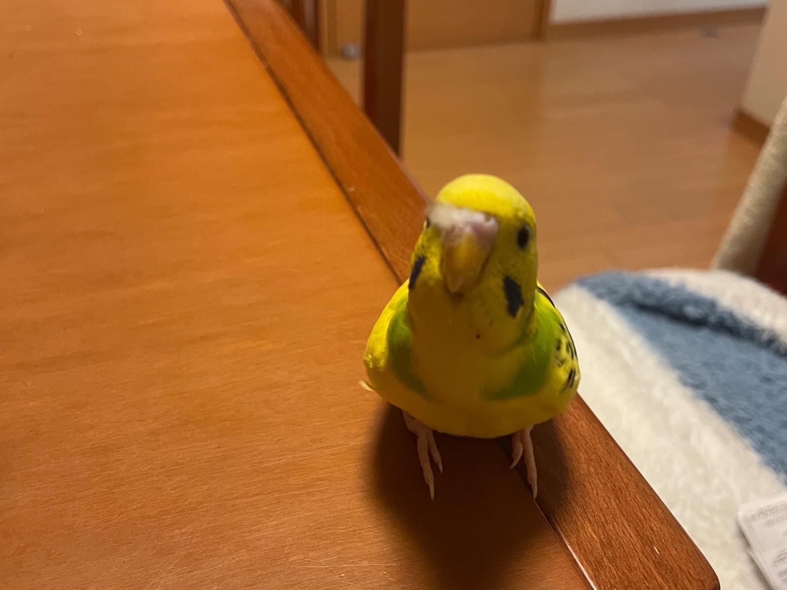 きんにくんちゃん きんにくんちゃん