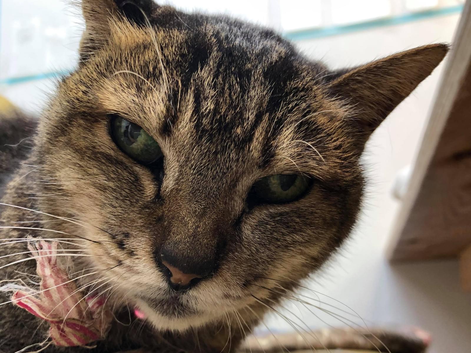 保護された猫 保護された猫