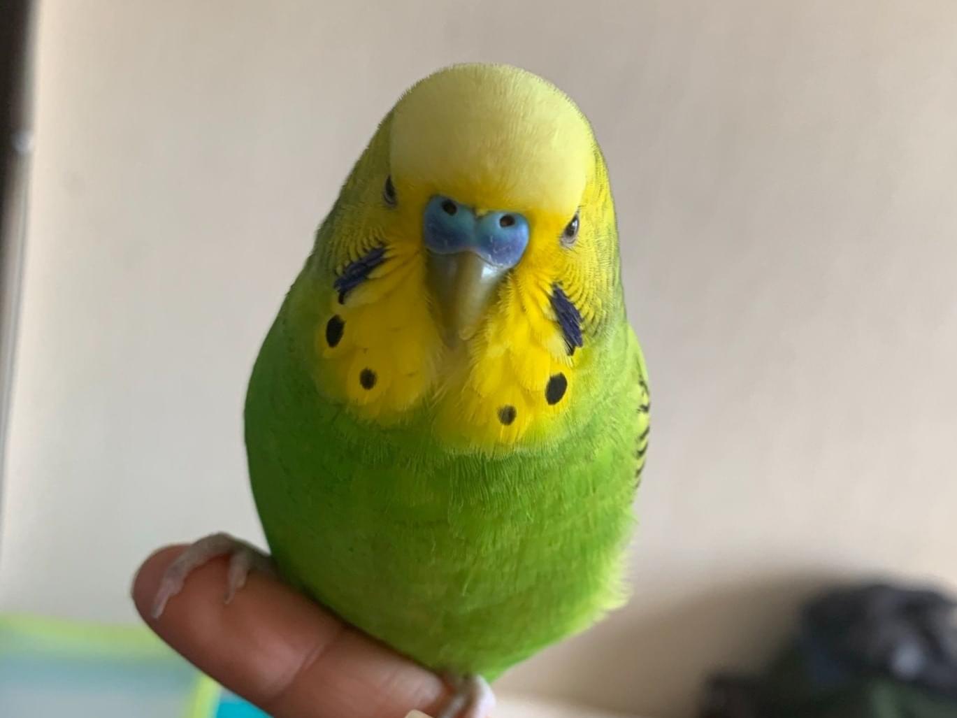 るぅちゃん るぅちゃん
