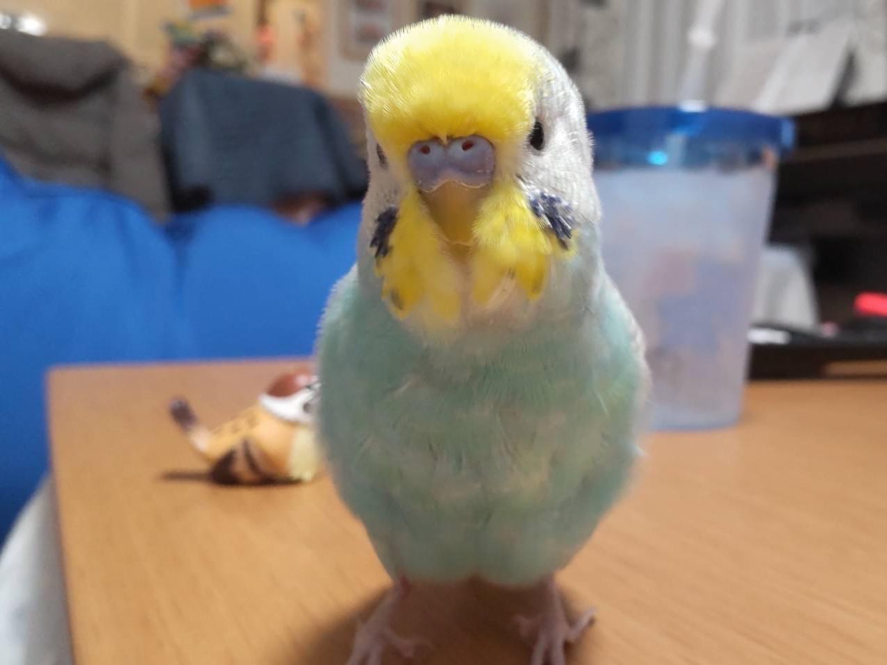 ルースちゃん ルースちゃん