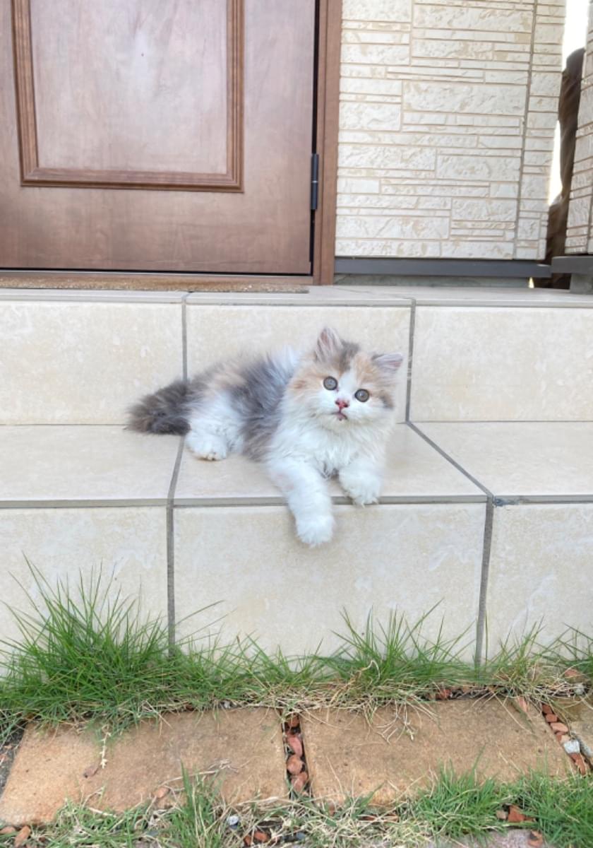 毛がふわふわで色は白やグレー、茶色が混ざった猫です