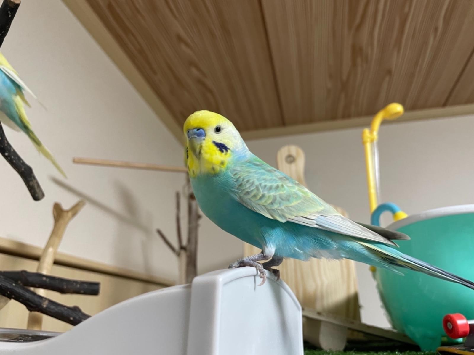 保護された鳥 保護された鳥