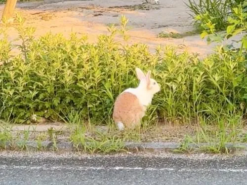 ウサギを見かけました